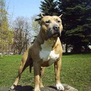 Amerikansk staffordshire terrier Blue R.I.P