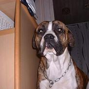 Amerikansk bulldog chang