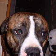 Amerikansk bulldog chang