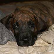 Grand danois Dandanell`s Cæsar 