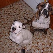 Amerikansk bulldog chang