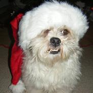 Lhasa apso Walder