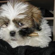 Lhasa apso Walder