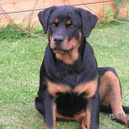 Rottweiler Fie  R.I.P