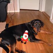 Rottweiler Fie R.I.P
