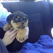 Rottweiler Fie R.I.P