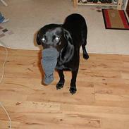 Labrador retriever Roddie