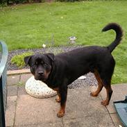 Rottweiler Kovo