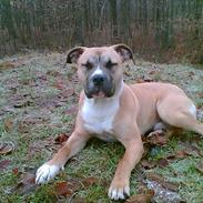 Amerikansk staffordshire terrier tyson