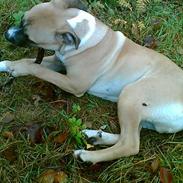 Amerikansk staffordshire terrier tyson