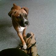 Amerikansk staffordshire terrier tyson
