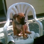 Amerikansk staffordshire terrier tyson