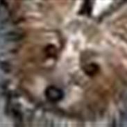 Yorkshire terrier Nynne