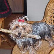 Yorkshire terrier Nynne