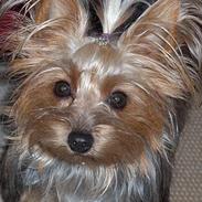 Yorkshire terrier Nynne