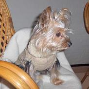 Yorkshire terrier Nynne
