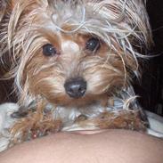 Yorkshire terrier Nynne