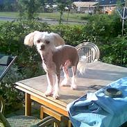 Chinese crested hårløs Baby