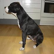 Amerikansk staffordshire terrier Freja