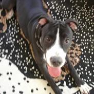 Amerikansk staffordshire terrier Freja