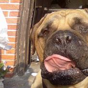 Bullmastiff Bullhalla's Lue