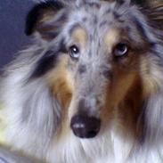 Shetland sheepdog Poulsgaards Bill Gates