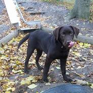 Labrador retriever Ollie (Gilbak´s Robin)