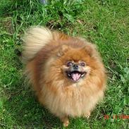 Pomeranian Rocky R.I.P. min skat