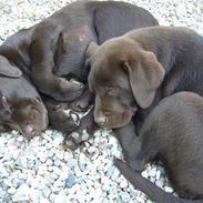 Labrador retriever Ollie (Gilbak´s Robin)