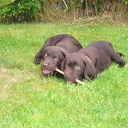 Labrador retriever Ollie (Gilbak´s Robin)