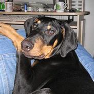 Blanding af racer Bastian