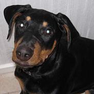 Blanding af racer Bastian