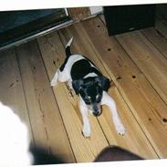 Dansk svensk gaardhund Lucky