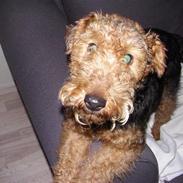 Welsh terrier Fie