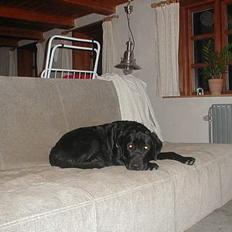 Labrador retriever Dumle