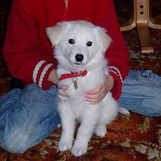 Golden retriever Mikka