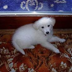 Golden retriever Mikka