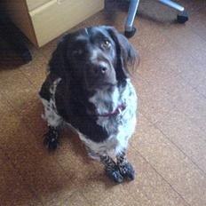 Kleiner münsterländer Itti Farum