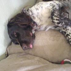 Kleiner münsterländer Itti Farum