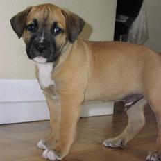 Amerikansk staffordshire terrier Primo