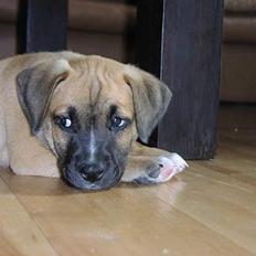 Amerikansk staffordshire terrier Primo