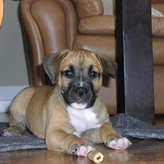 Amerikansk staffordshire terrier Primo