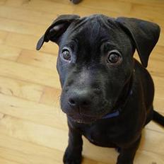 Amerikansk staffordshire terrier & Labrador bl. GINO