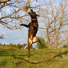 Amerikansk staffordshire terrier & Labrador bl. GINO