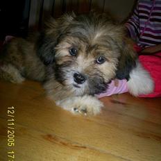 Lhasa apso Buller