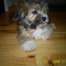 Lhasa apso Buller
