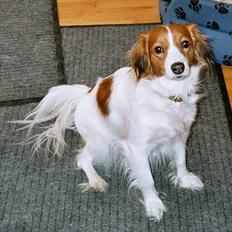 Kooikerhondje Zibbe