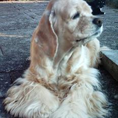 Amerikansk cocker spaniel Lady