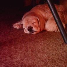 Amerikansk cocker spaniel Lady