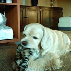 Amerikansk cocker spaniel Lady